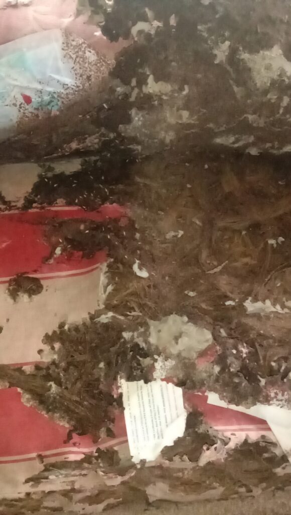 Termite Treatment Cost in Kolkata