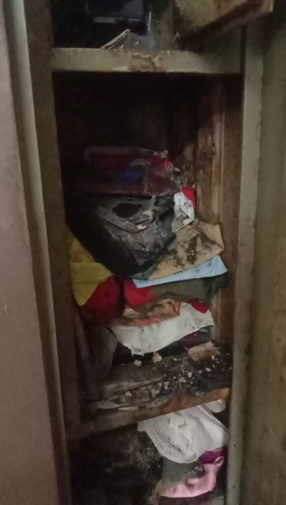 Termite Treatment Cost in Kolkata
