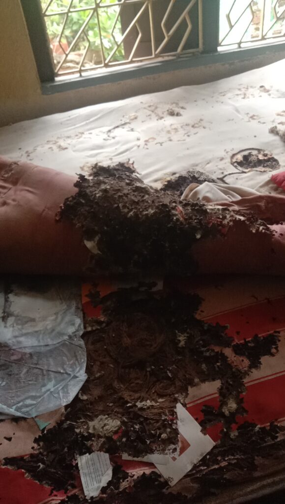 Termite Treatment Cost in Kolkata
