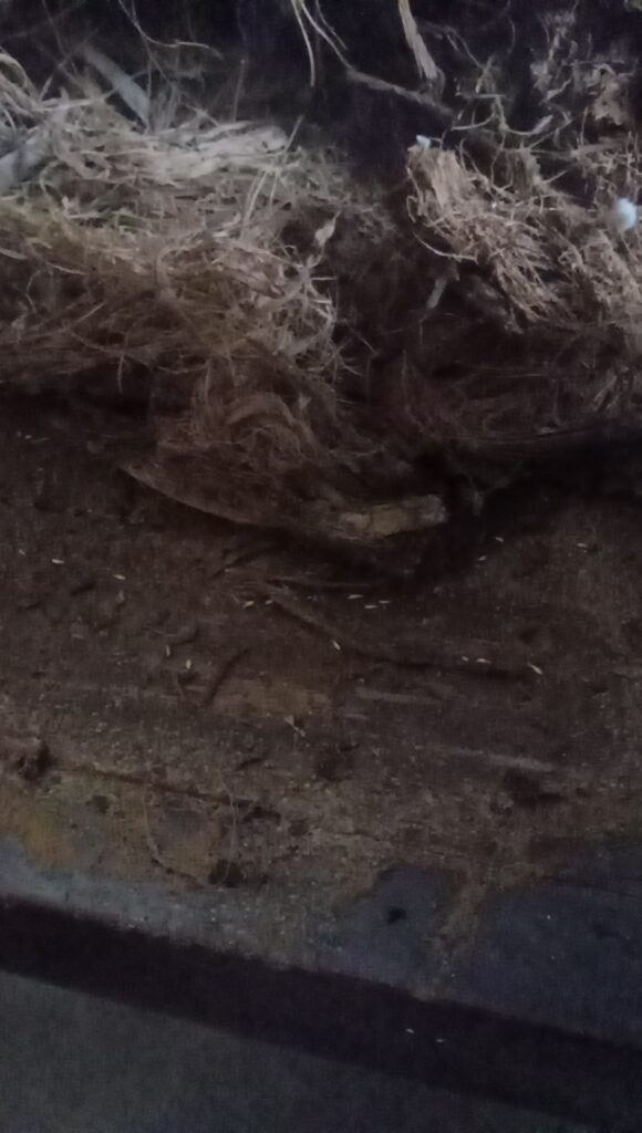 Termite Treatment Cost in Kolkata
