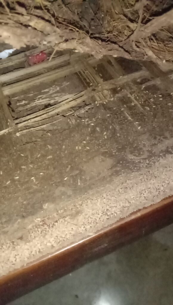 Termite Treatment Cost in Kolkata