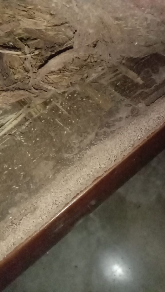 Termite Treatment Cost in Kolkata