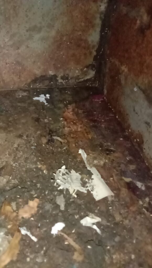 Termite Treatment Cost in Kolkata