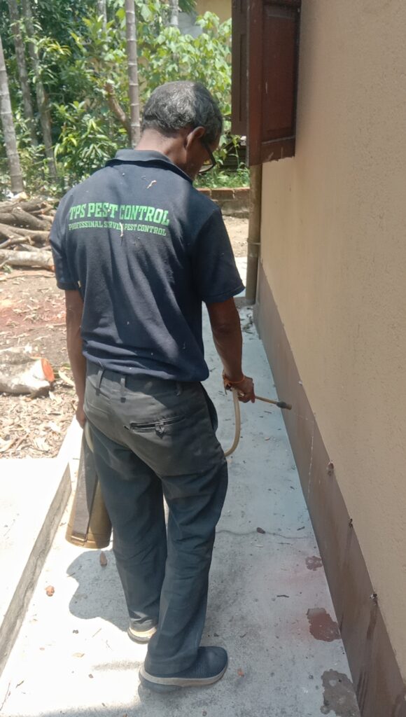 Termite Treatment Cost in Kolkata
