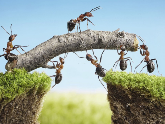 ants 1 ants 1